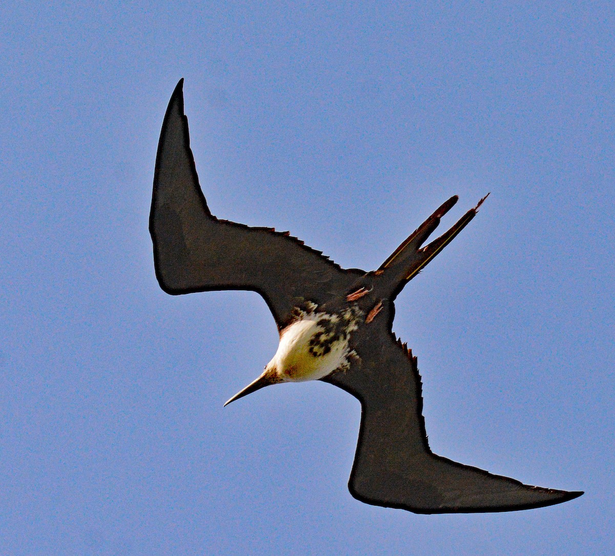 Magnificent Frigatebird - ML617436122