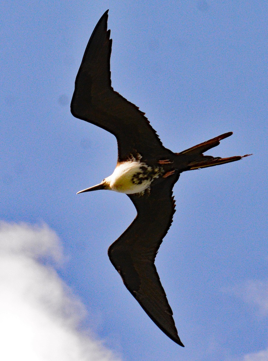 Magnificent Frigatebird - ML617436125