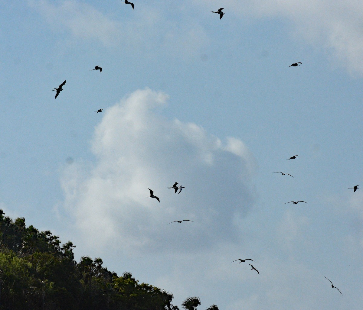 Magnificent Frigatebird - ML617436129