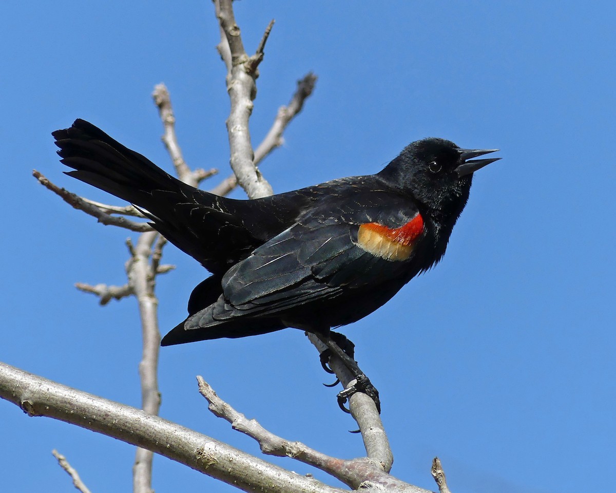 Red-winged Blackbird - ML617436211