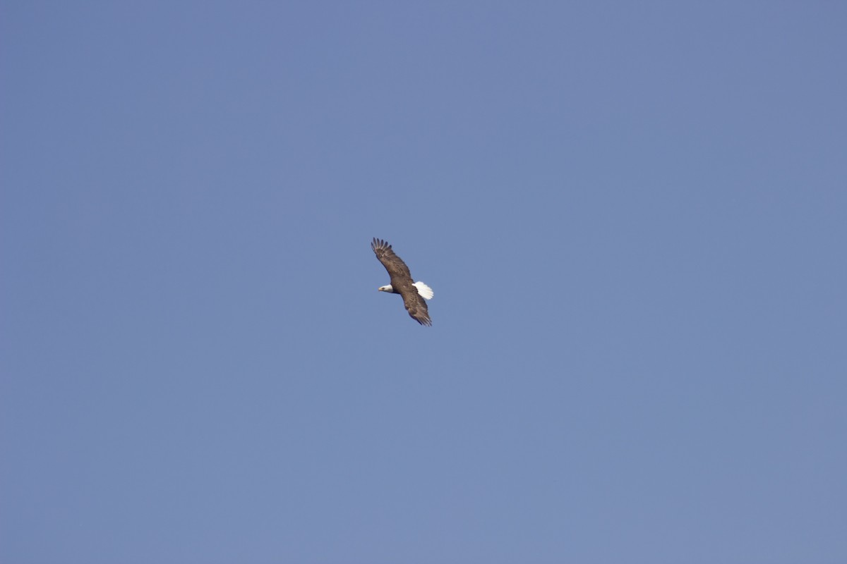 Белоголовый орлан - ML617436237