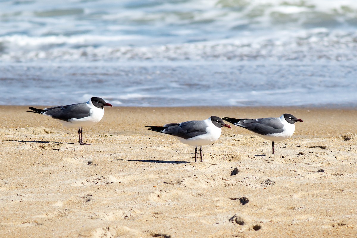 Laughing Gull - Naseem Reza