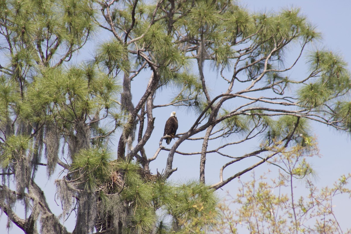 Bald Eagle - Noah Zimmer