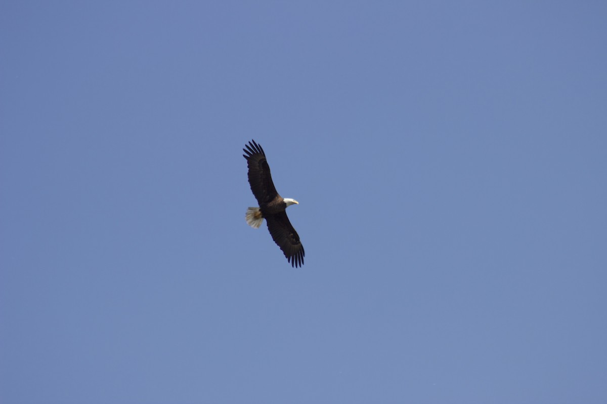 Bald Eagle - ML617436283