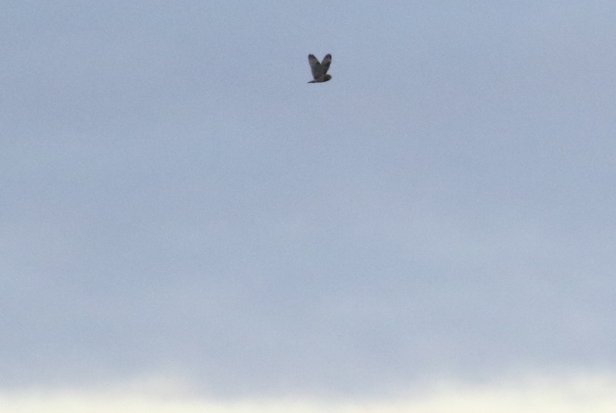 Short-eared Owl - ML617436310