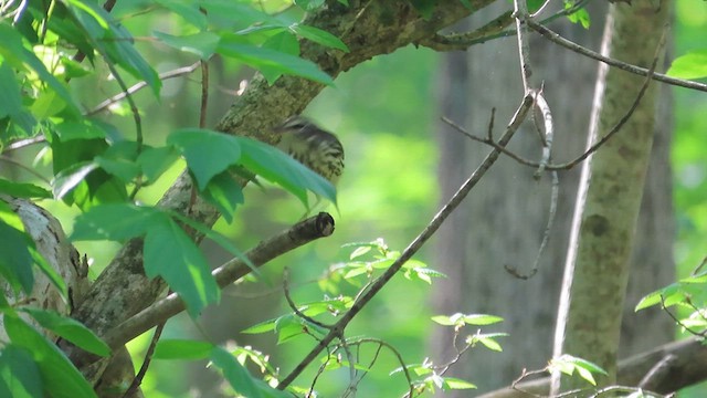 Northern Waterthrush - ML617436335