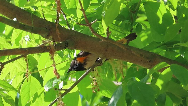 American Redstart - ML617436339