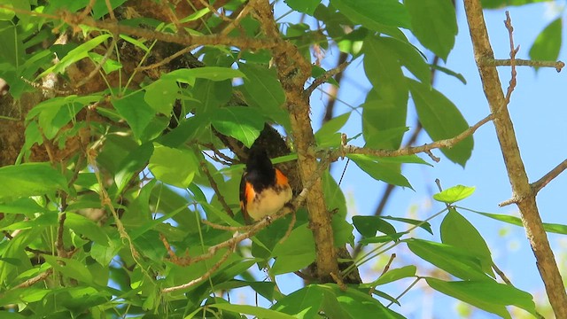 American Redstart - ML617436340