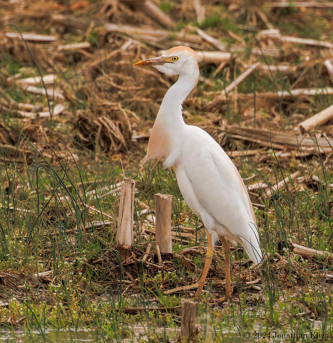 Western Cattle Egret - Jonathan Klizas