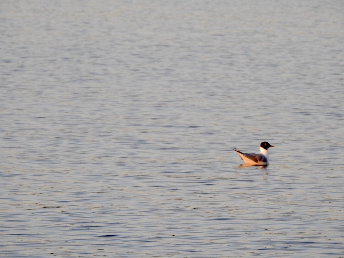 Bonaparte's Gull - ML617436457