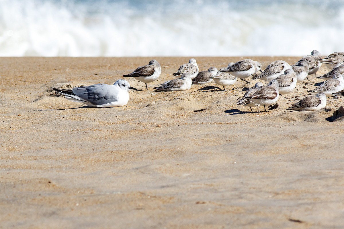 Bonaparte's Gull - Naseem Reza