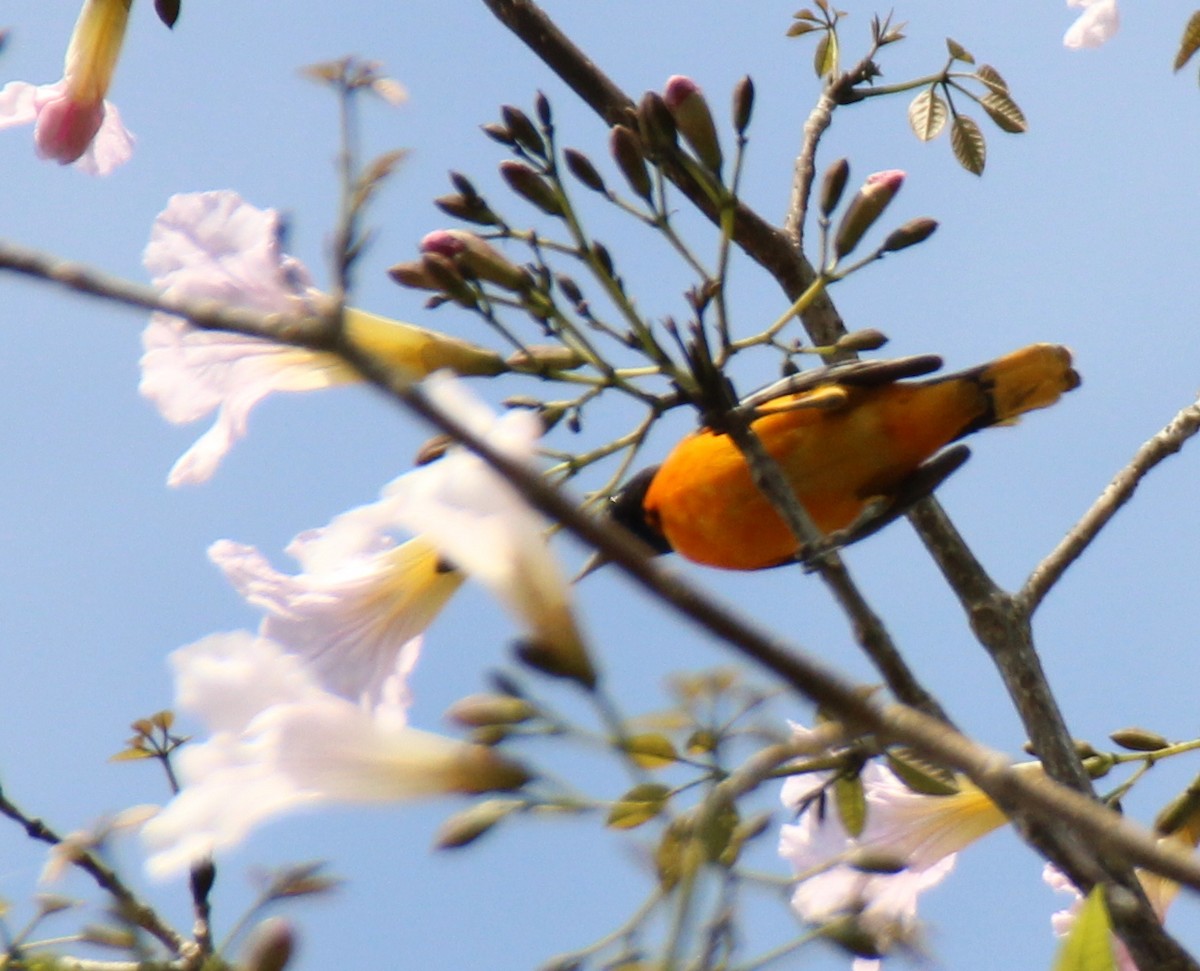 Baltimore Oriole - ML617436489