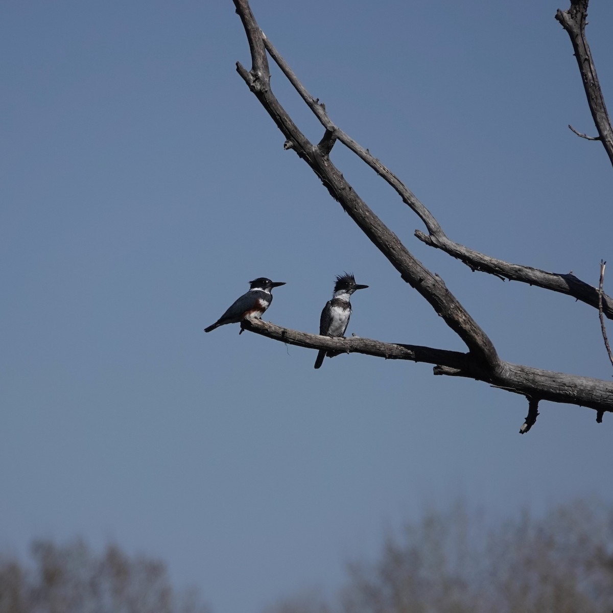 Belted Kingfisher - ML617436493