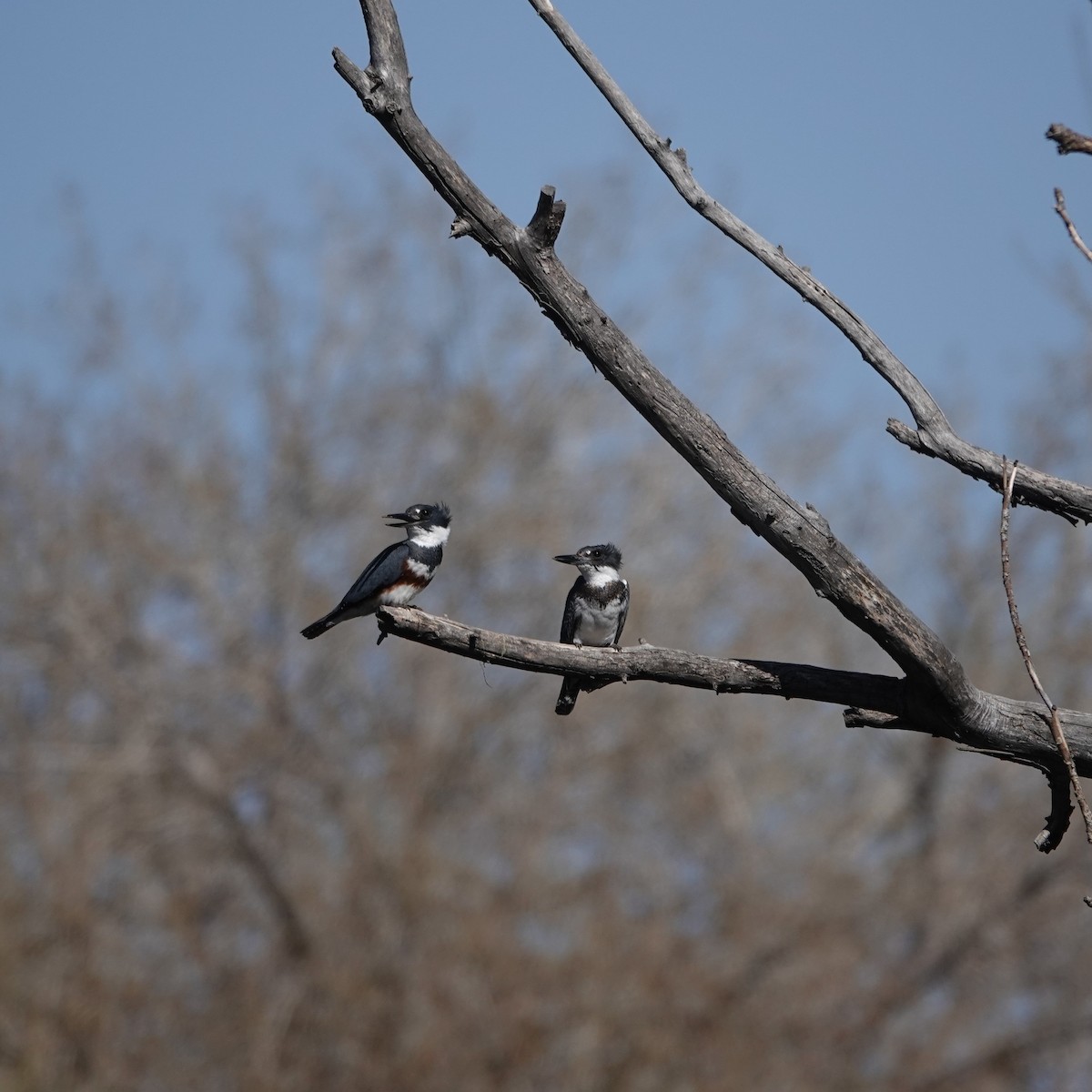 Belted Kingfisher - ML617436494