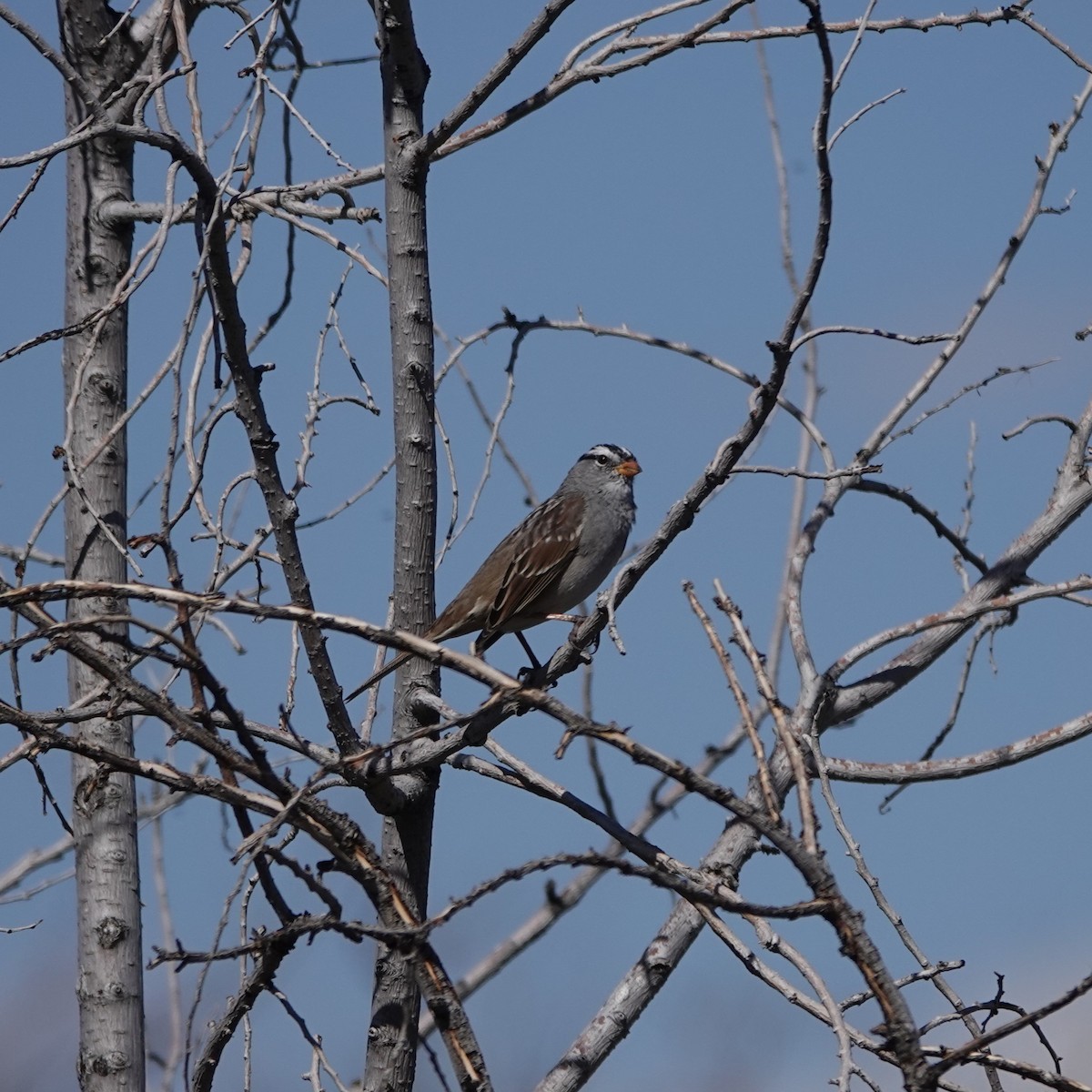 White-crowned Sparrow - ML617436505