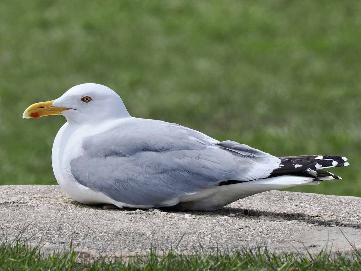 Herring Gull (American) - ML617436538