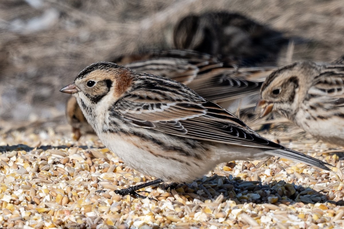 Lapland Longspur - ML617436541