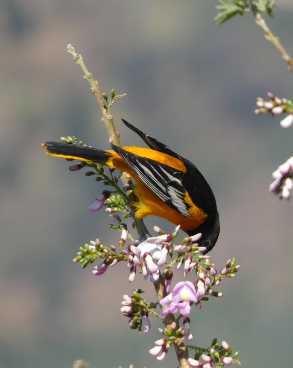 Baltimore Oriole - ML617436545