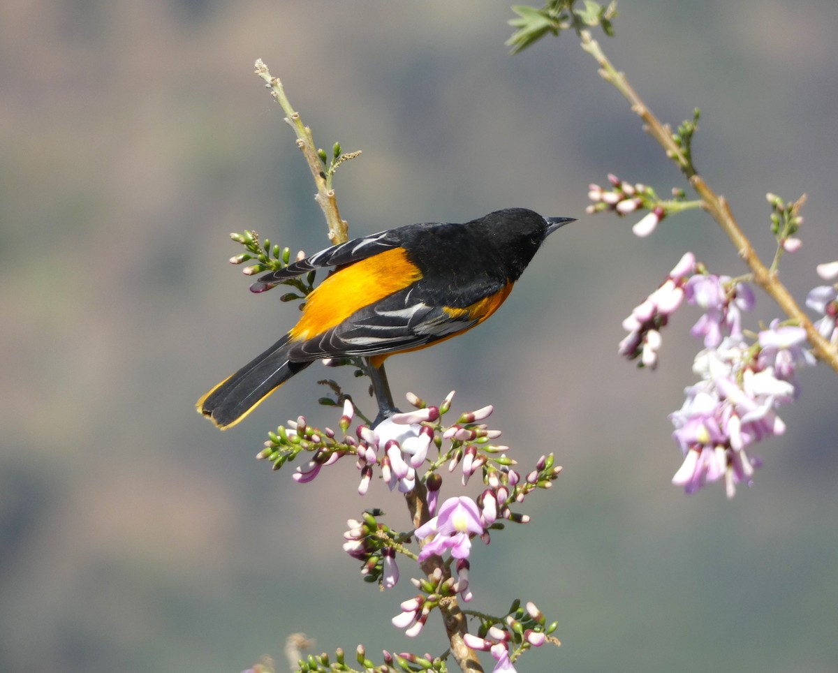 Baltimore Oriole - ML617436546