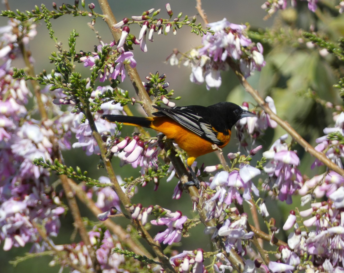 Baltimore Oriole - ML617436547