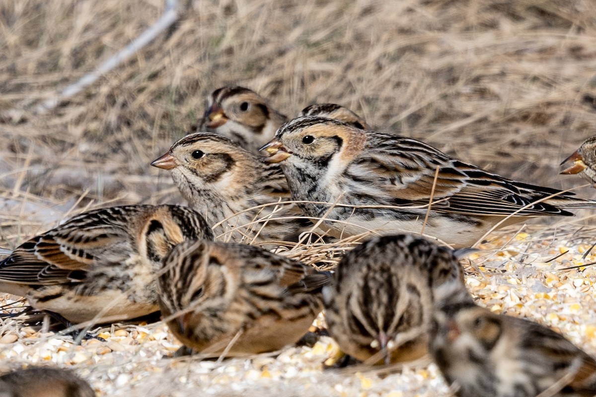 Lapland Longspur - ML617436553