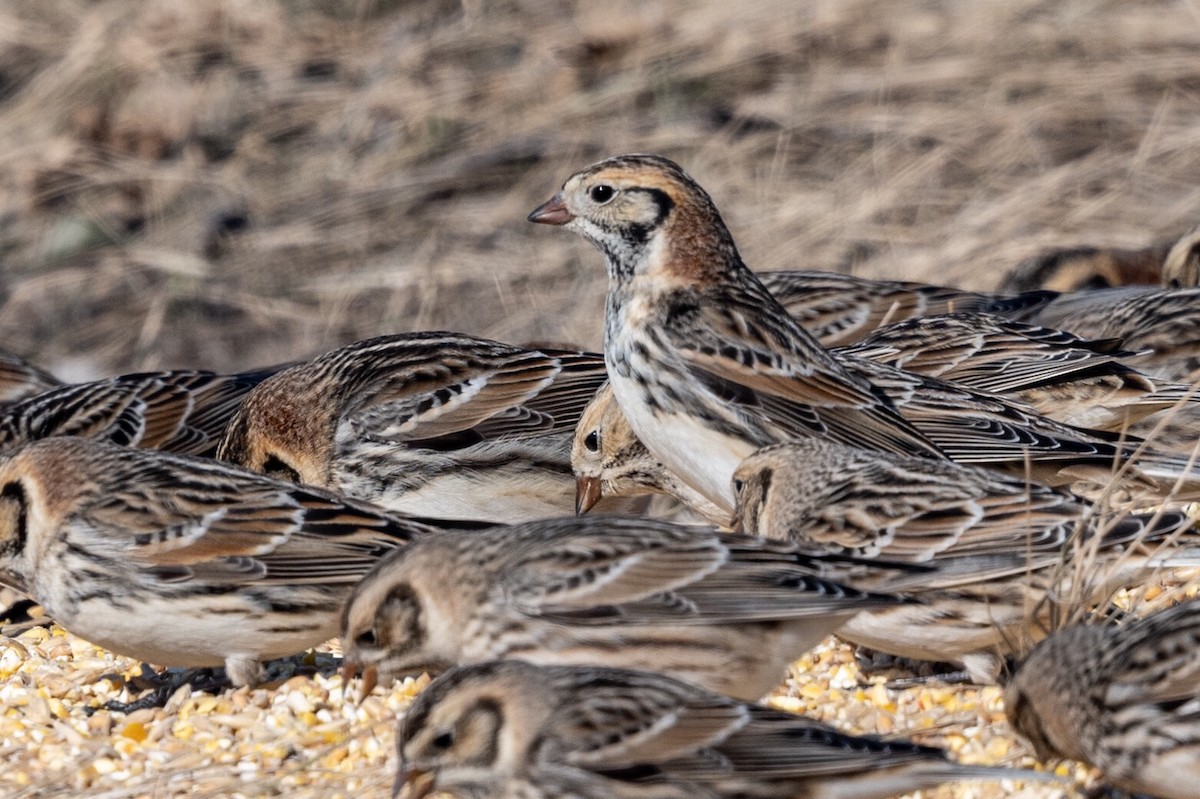 Lapland Longspur - ML617436561