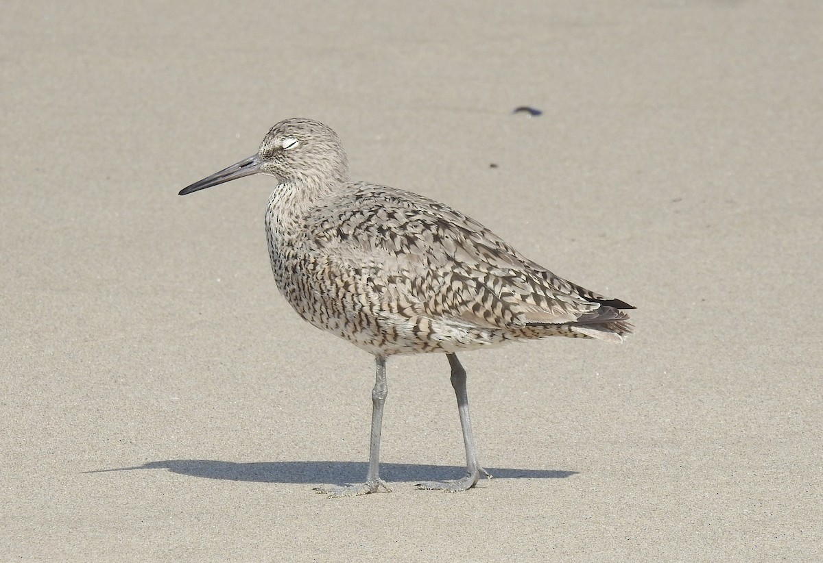 Willet - ML617436563