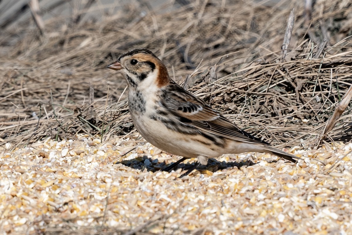 Lapland Longspur - ML617436584