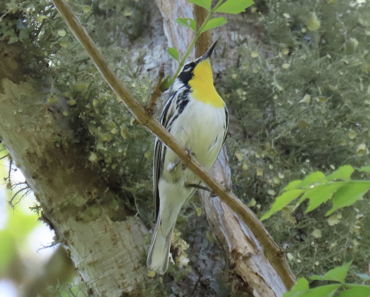 Paruline à gorge jaune - ML617436588