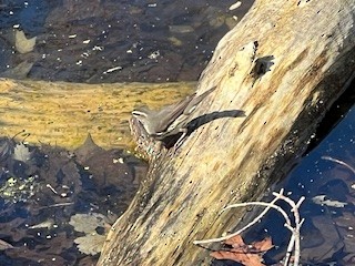 Louisiana/Northern Waterthrush - ML617436593