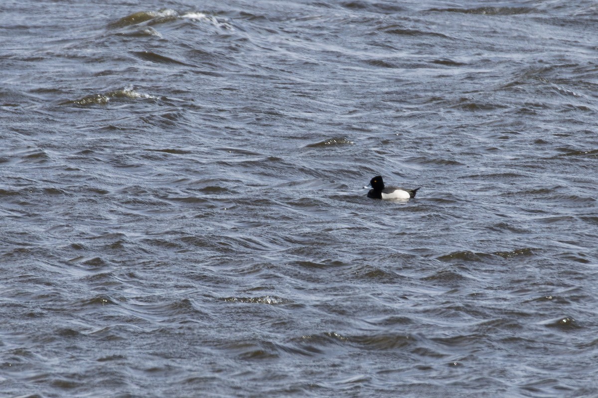 Ring-necked Duck x scaup sp. (hybrid) - ML617436639