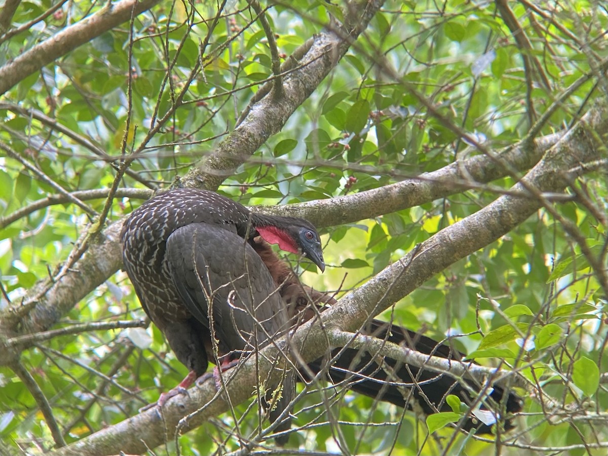 Crested Guan - ML617436641