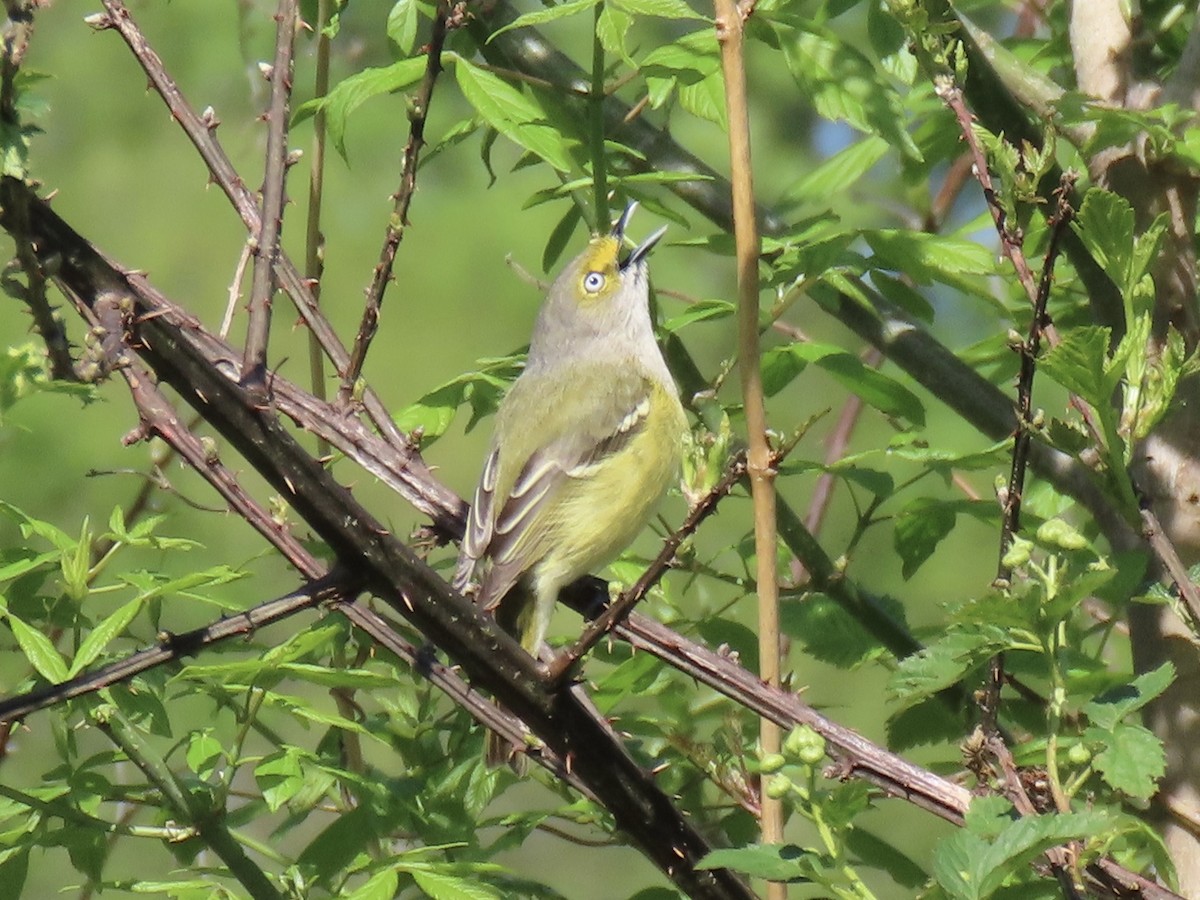 Ak Gözlü Vireo - ML617436660