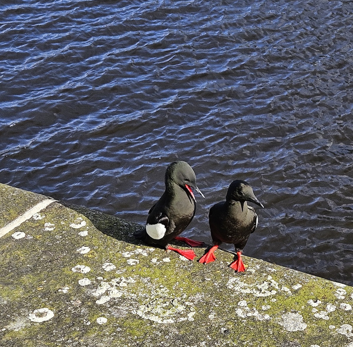 Black Guillemot - ML617436676