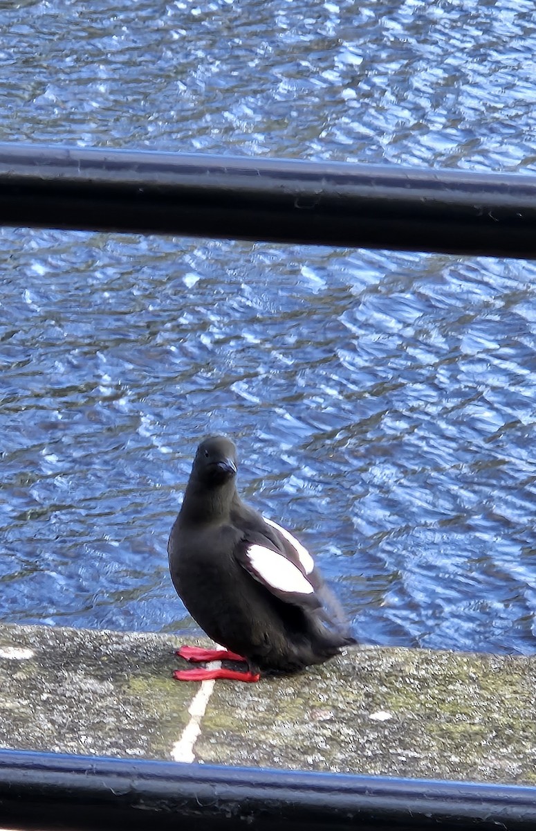 Black Guillemot - ML617436688