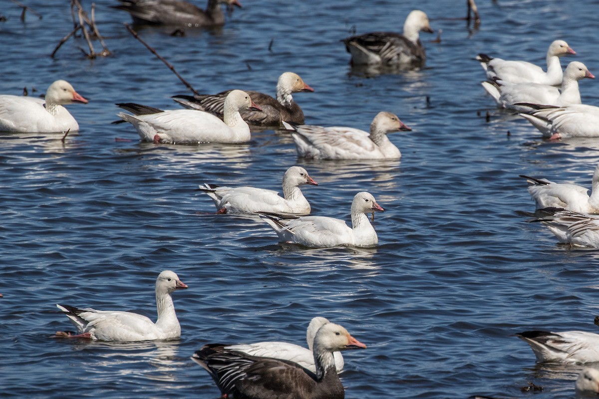 Ross's Goose - ML617436690