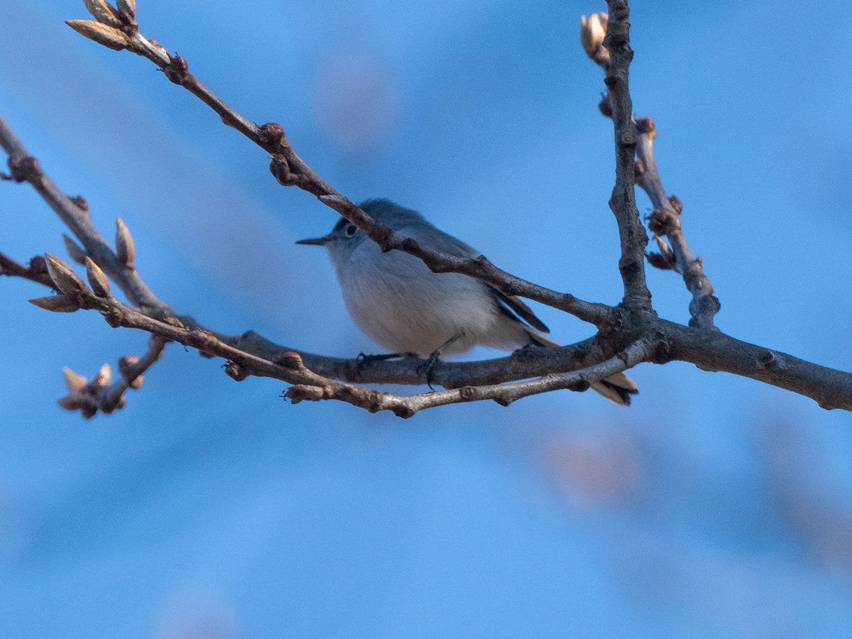 Blue-gray Gnatcatcher - ML617436703