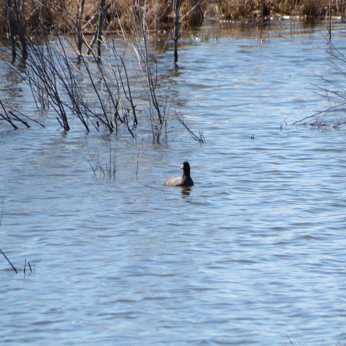 American Coot - Rodolphe Dubois