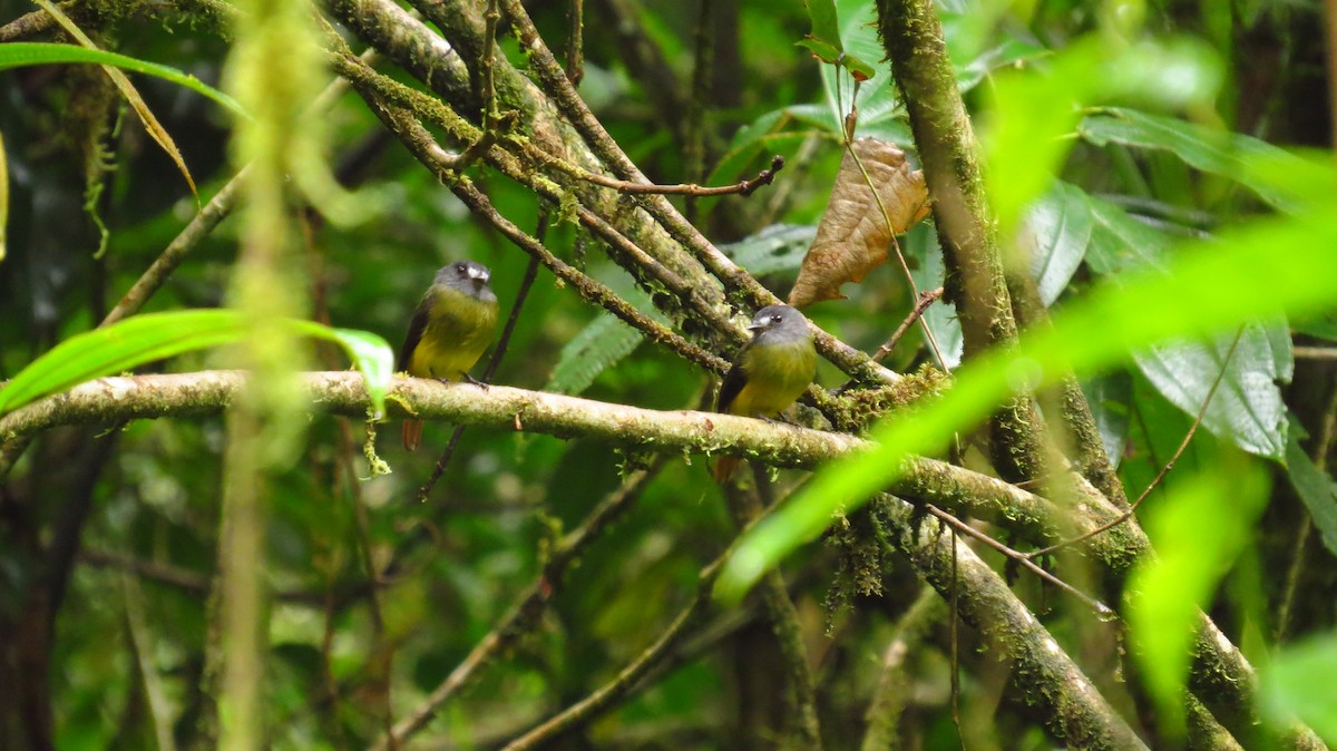 Ornate Flycatcher - Jorge Muñoz García   CAQUETA BIRDING