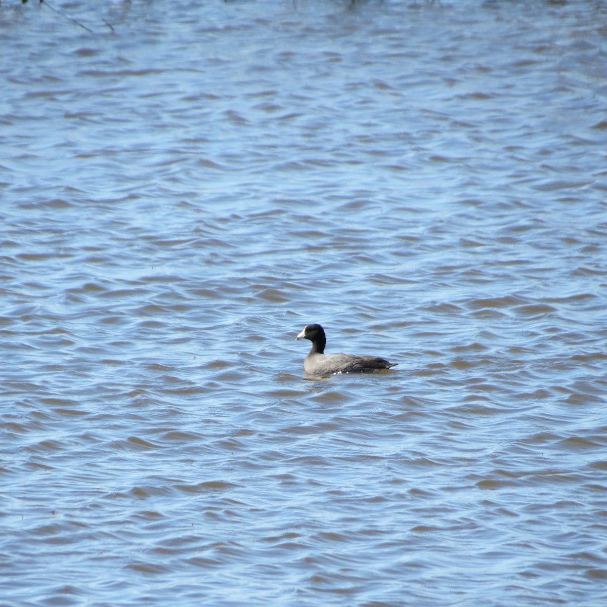 American Coot - Rodolphe Dubois