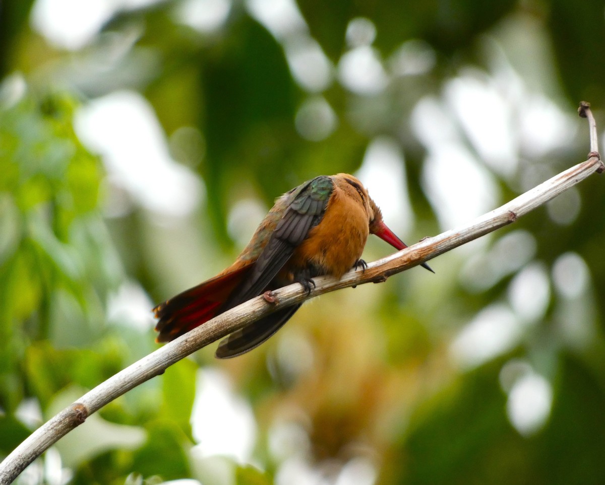 Cinnamon Hummingbird - ML617436735