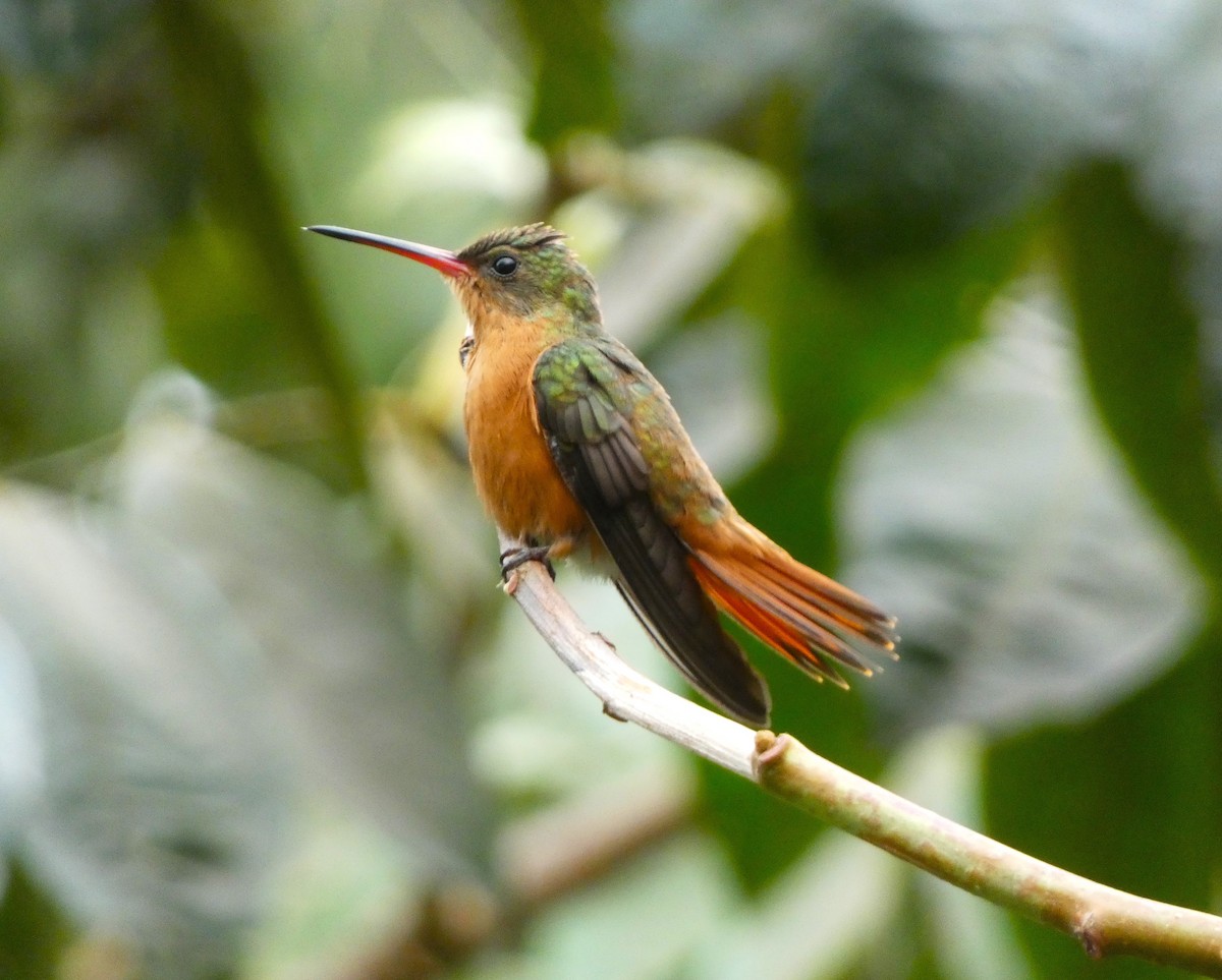 ML617436737 - Cinnamon Hummingbird - Macaulay Library