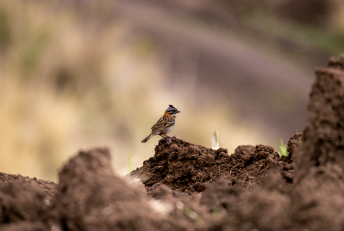 Rufous-collared Sparrow - Ana Amable www.peruwomenbirders.com