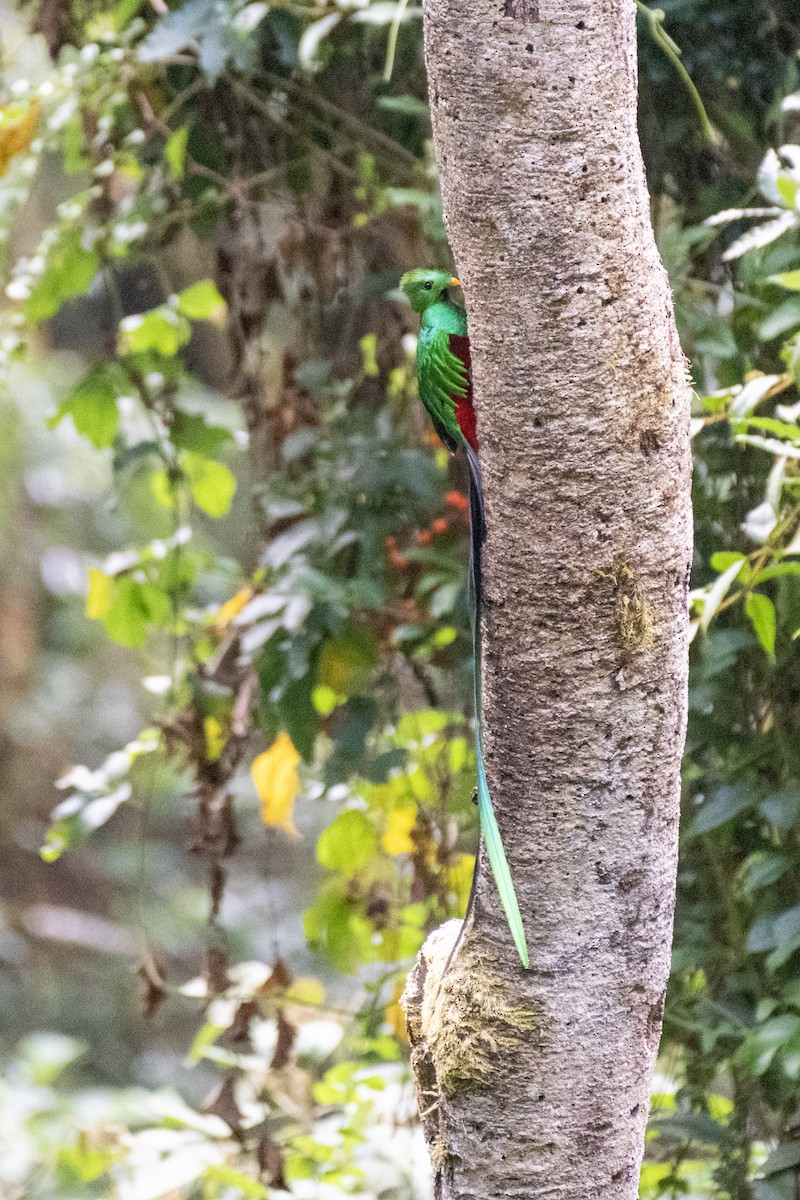 Resplendent Quetzal - Terry Liddell