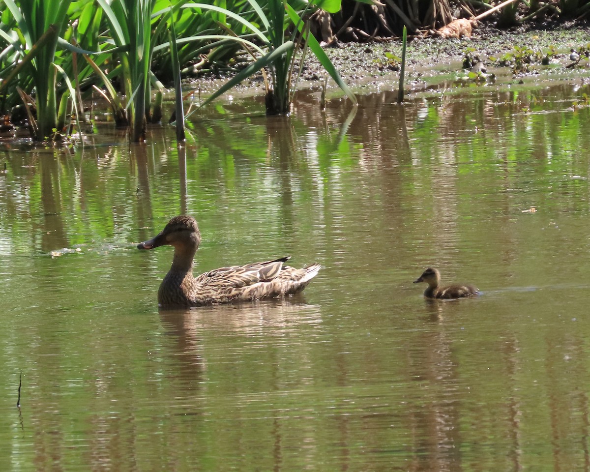 Mallard - ML617436821