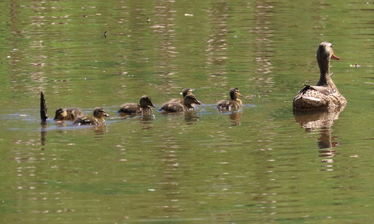 Canard colvert - ML617436824