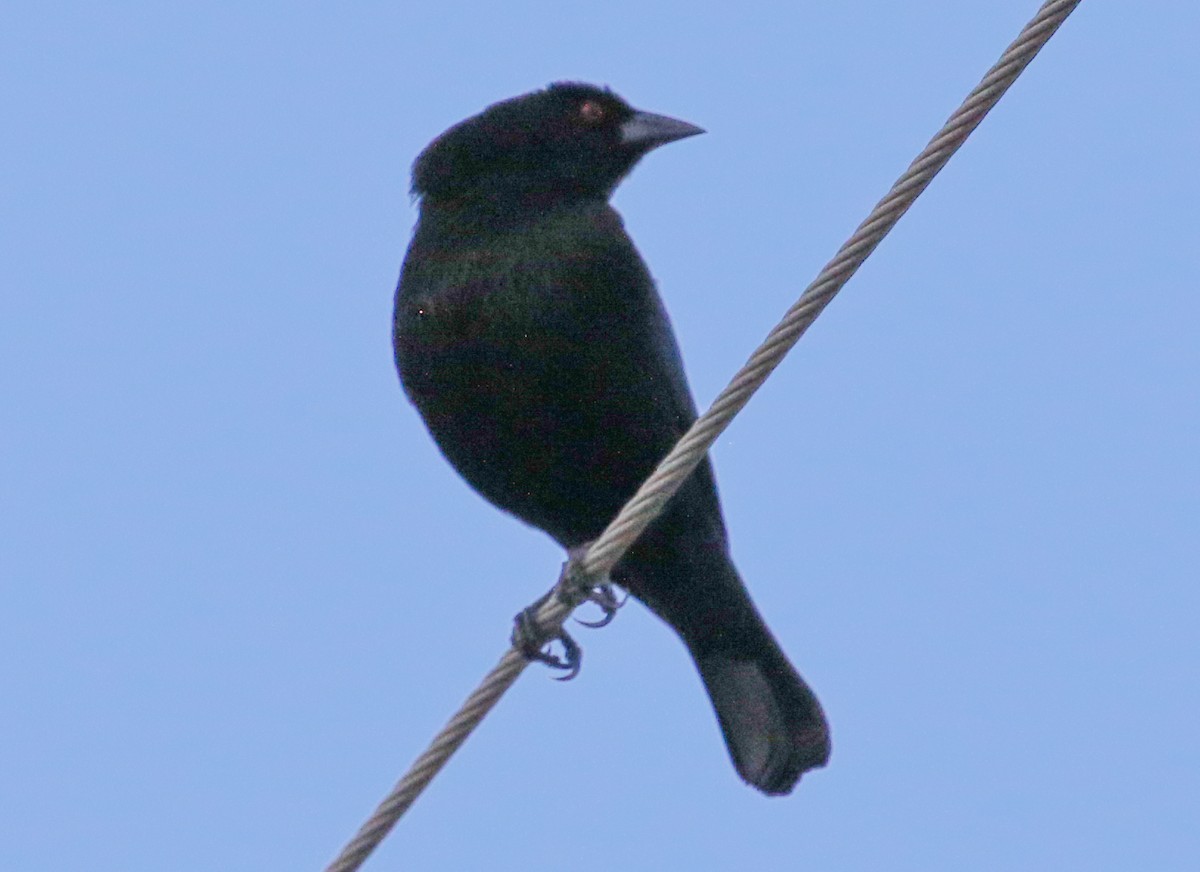 Bronzed Cowbird - Mark Wilson