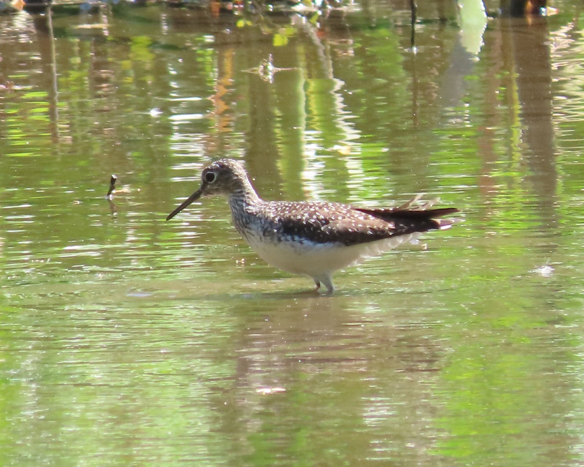 Solitary Sandpiper - ML617436834