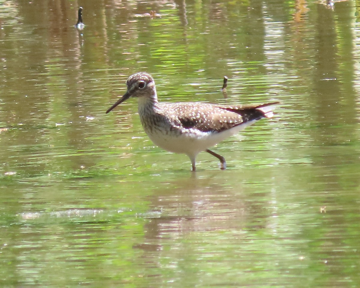 Solitary Sandpiper - Karen Hogan