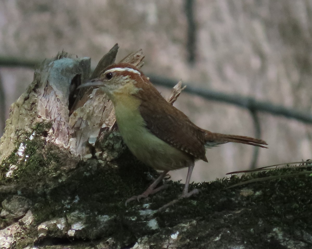 Carolina Wren - ML617436847